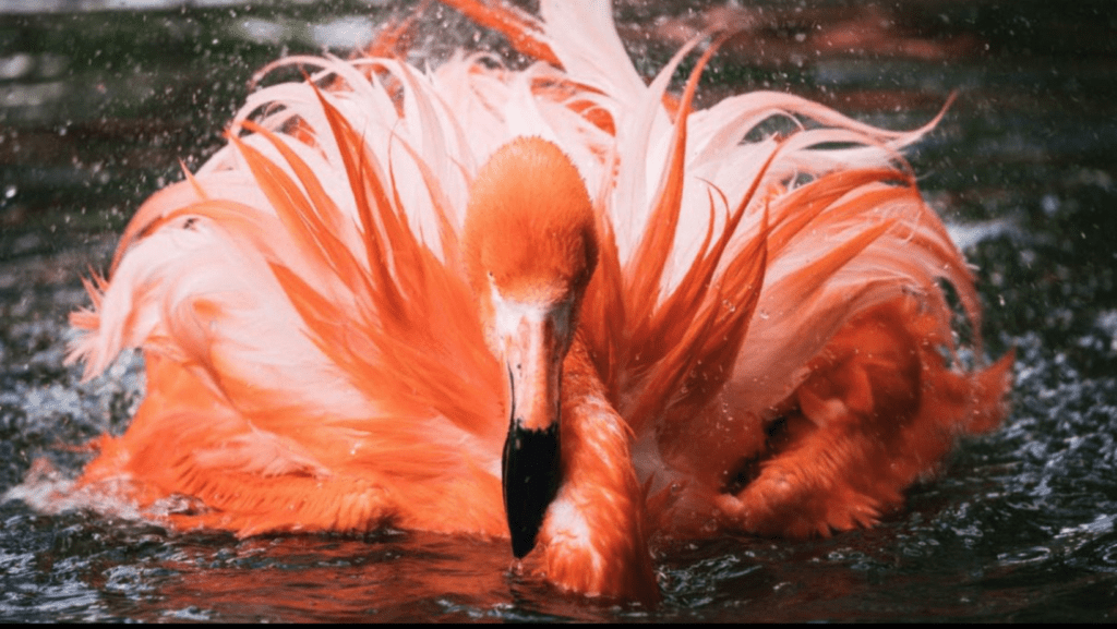 Psicoterapia Integrativa y Holística para una Transformación Real