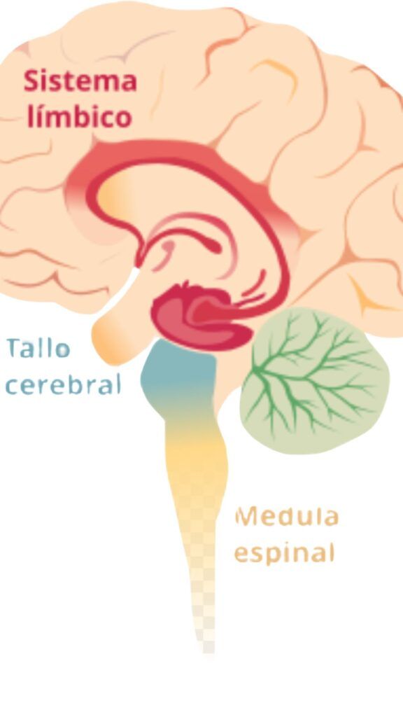 Spcoaromaterapia: Cómo funcionan los aceites esenciales en el cerebro