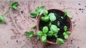 aceite esencial de albahaca beneficios y regulación emocional