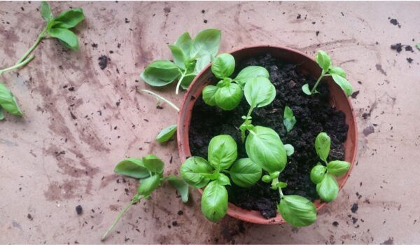 aceite esencial de albahaca beneficios y regulación emocional